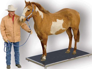 Salter ES 2500 Horse Equestrian Scale
