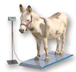 alpacca animal weigh